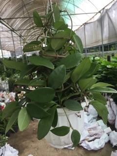 Lan ( cẩm cù bụi to)