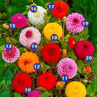 Củ hoa thược dược lùn hoa tết