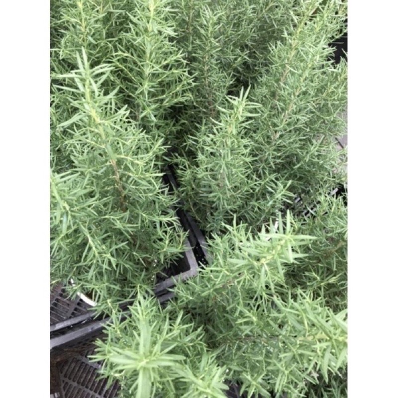 Cây Hương thảo Rosemary