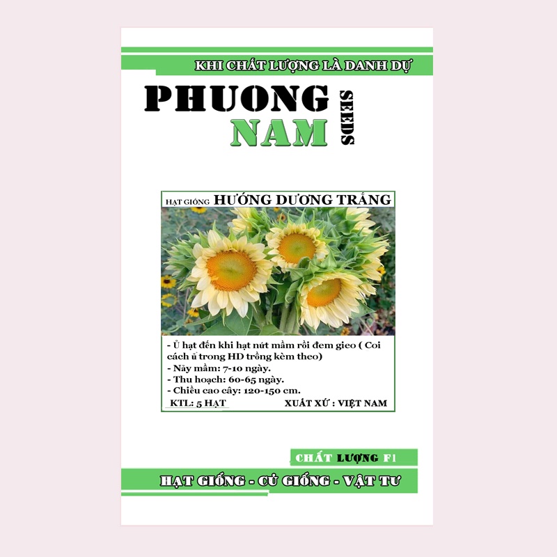 5H - HẠT GIỐNG HOA HƯỚNG DƯƠNG TRẮNG F1