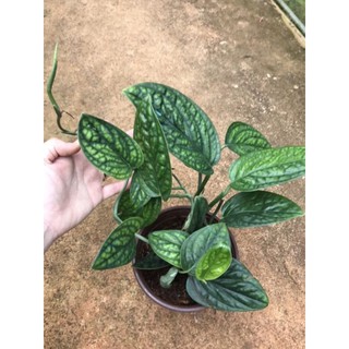 chậu trầu bà hạnh phúc Monstera Peru