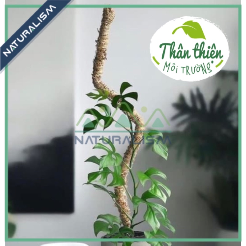 Trụ Xơ Dừa uốn Sáng Tạo Naturalism cây leo koke trầu bà Monstera leo mini