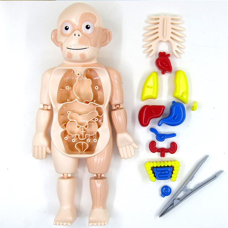 Đồ Chơi Lắp Ráp Mô Hình Cơ Thể Người 3D Giáo Dục Sớm Cho Bé