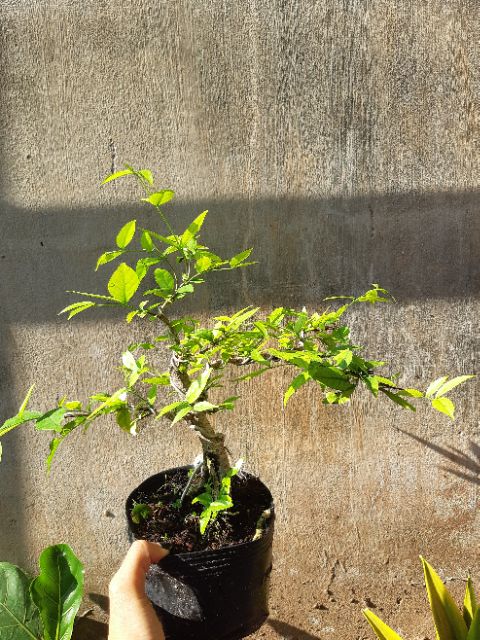 Mai chiếu thủy bonsai lá lớn GỐC GIÀ