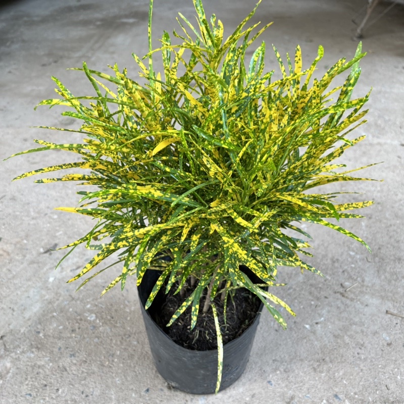 Cây cô tòng đuôi lươn cao 25-30cm, cây cảnh trang trang trí quán cà phê, ban công, sân vườn và ven tường