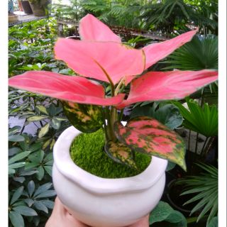 Vạn lộc đỏ giống mới chậu sứ để bàn
