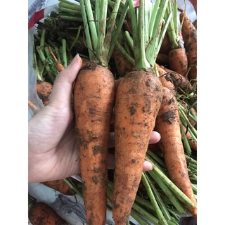 [Tân Bình] Cà rốt Đà Lạt thu hoạch chuẩn VietGAP