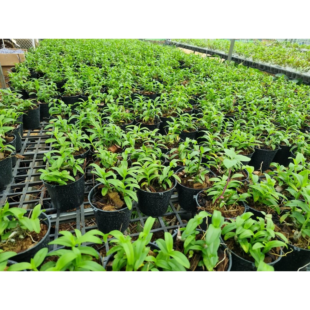 [Giá hủy diệt] [Rẻ vô địch] năm cánh trắng bạch tuyết gieo hạt
