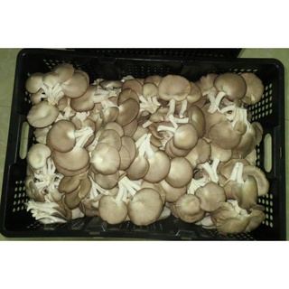 🍄NẤM BÀO NGƯ XÁM TƯƠI NGON - TÚI 1KG