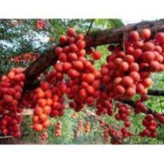 Cây giống Dâu da đất cây giống chuẩn cho năng suất cao , cây đẹp, giống chuẩn