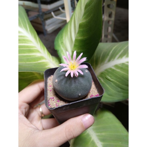 Xương rồng lopho