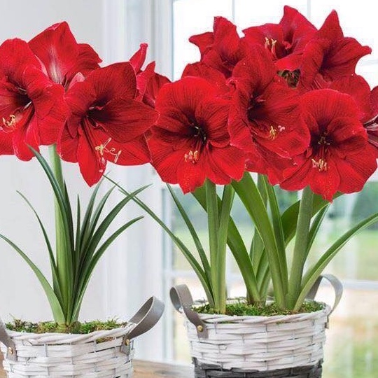 1 củ hoa lan huệ .Củ giống hoa lan huệ tâ hoa đỏ nhung - 1 củ -ADCVV