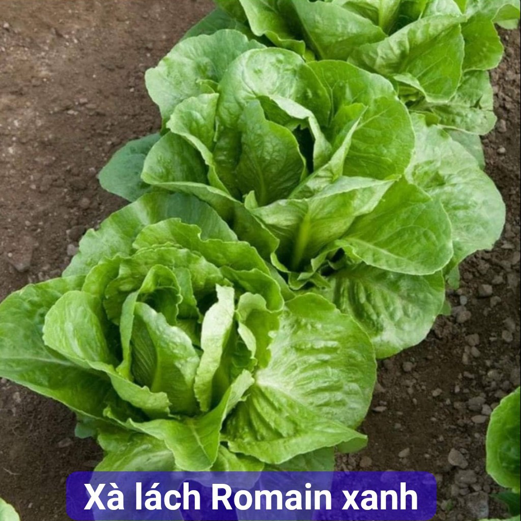 Hạt giống Xà Lách Romaine Xanh (2g)