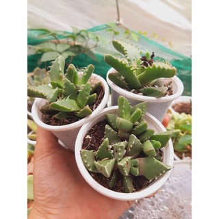 sen đá bầu random 10k
