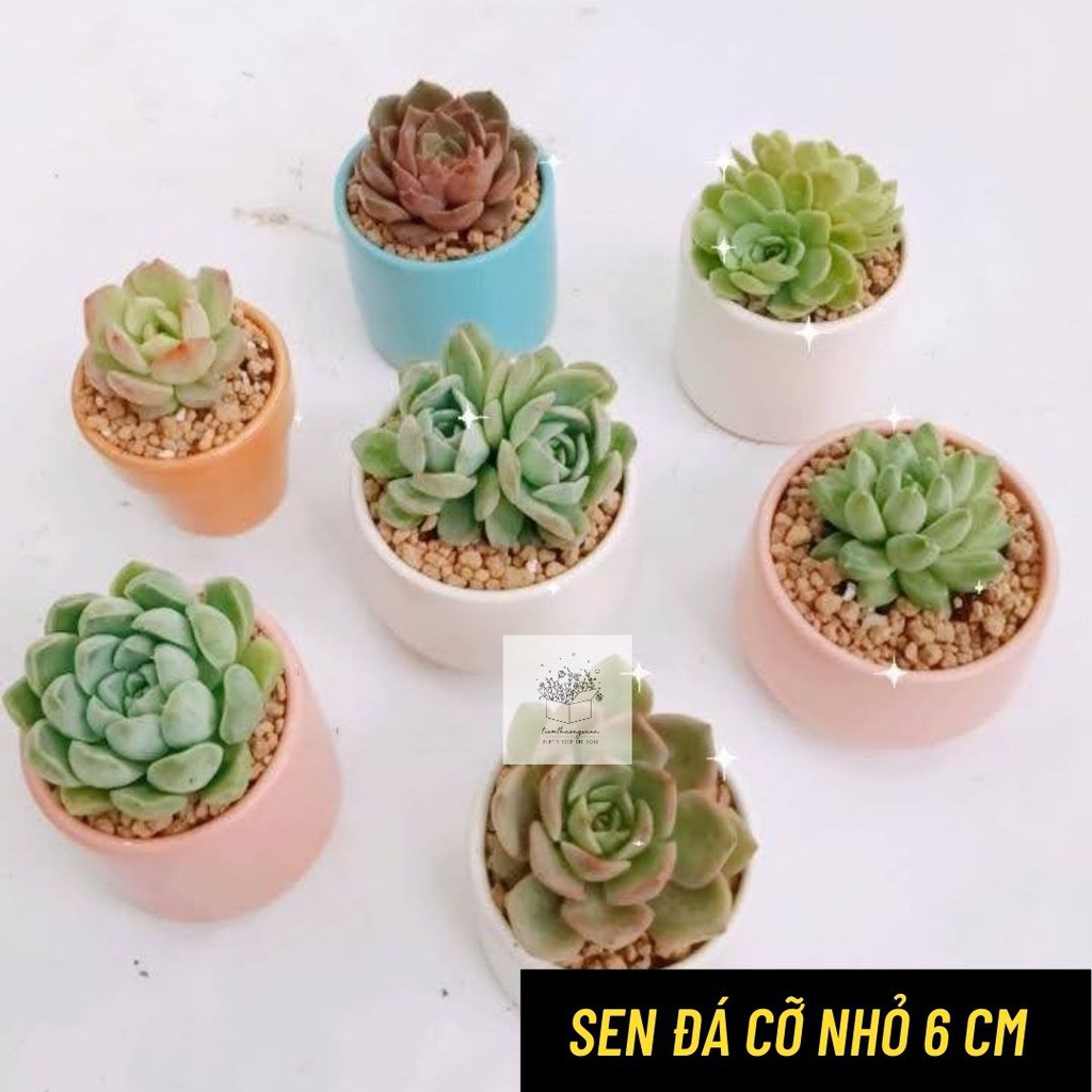 [Có bảo hành] Sen đá mini - Cỡ 6cm - Sen đá kim cương, đế vương, hoa hồng - Tiệm Thường Xuân