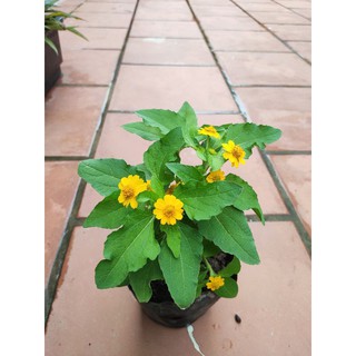 Hoa Cúc mặt trời