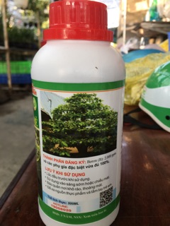 Bung Đọt - Ra Rễ