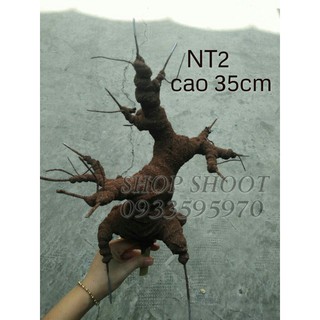 GỐC BONSAI NT2( CAO 35CM NGHỆ THUẬT) LÀM THÂN MAI ĐÀO