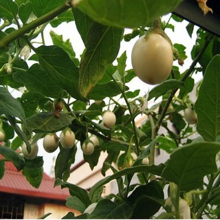 Hạt giống cà pháo trắng -2gr