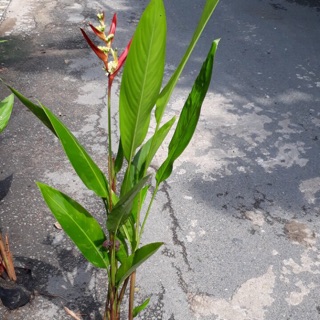 Cây chuối thiên điểu
