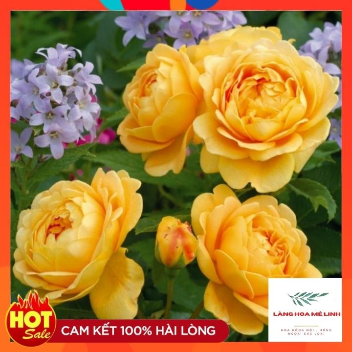 Hoa hồng ngoại Golden Celebaration rose SIÊU PHẨM – Sắc vàng tươi đẹp mộng mơ tới từ vương quốc Anh.️️.