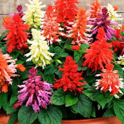 Hạt giống hoa xác pháo gói 20hạt