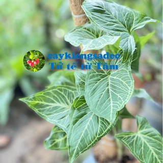 caykiengsadec-Cây trầu bà thái syngonium tróc bạc xanh-tặng phân bón-hoa kiểng lá-trang trí nội thất cảnh quan sân vườnn