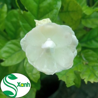 Hoa Lài Ta