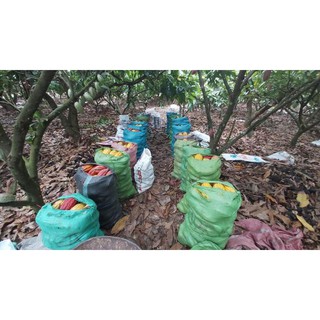 Ca cao nguyên chất Đăk Lăk 1 kg