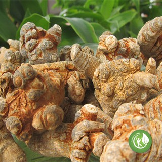 Tam thất bắc củ 200g