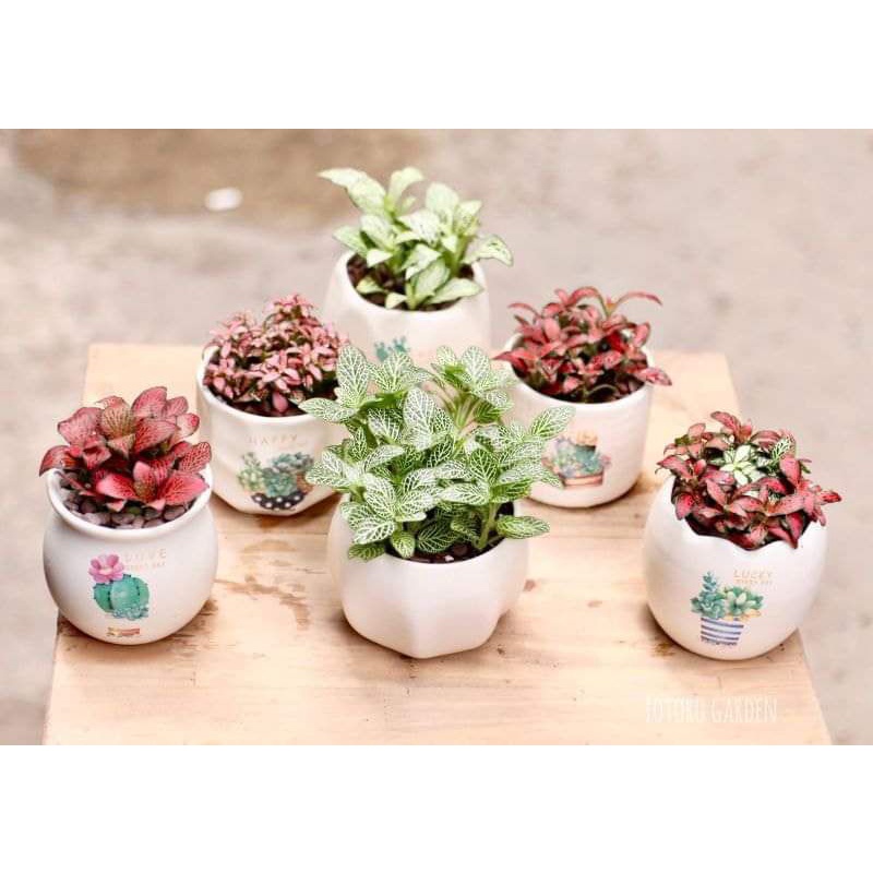 Lá May Mắn Fittonia ưa ẩm mát thích hợp trồng để bàn