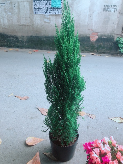 Cây Tùng Cao 80cm