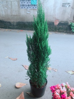 Cây Tùng Cao 80cm (Sơn Tùng)