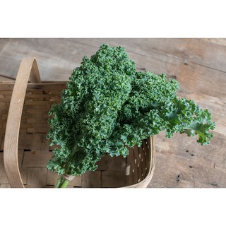 Hạt giống kale xanh darkibor mỹ