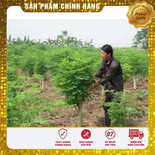 Bộ gói hạt giống Chùm ngây