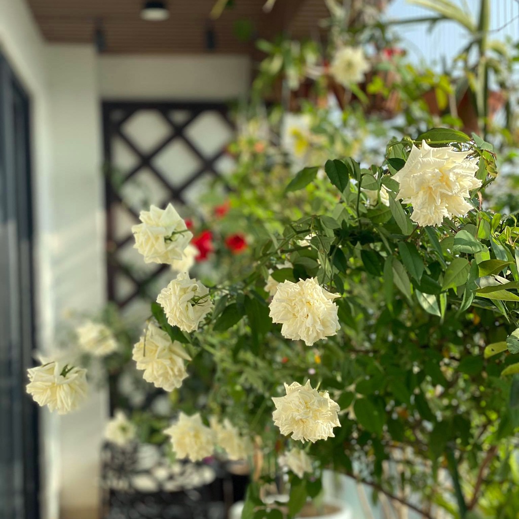 Phân bón hữu cơ vi sinh SOF , phân bón hoa hồng, hoa giấy, cây cảnh…