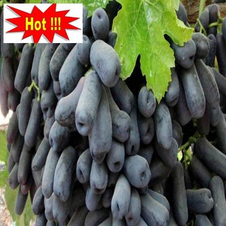 Hạt giống nho ngón tay 10 hạt