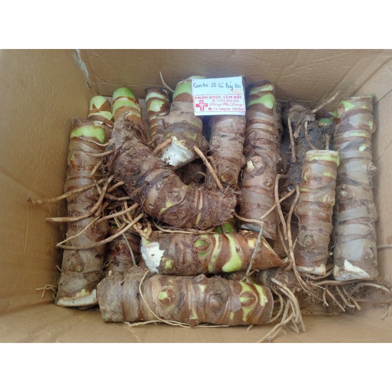 Combo 20 củ ráy voi trồng làm cảnh