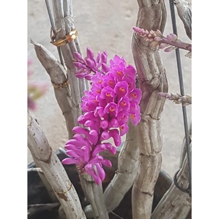 hoa lan báo hỷ