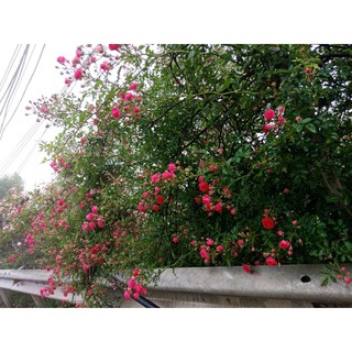 Hoa hồng leo Sapa