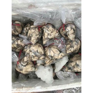 Ruột Hàu sữa 500g