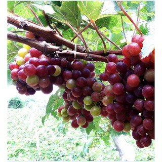Hạt giống nho leo giàn pháp 10 hạt (TẶNG gói kích thích hạt nảy mầm)