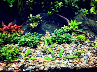 Sạn Suối Cho Bể Cá Cảnh  500g