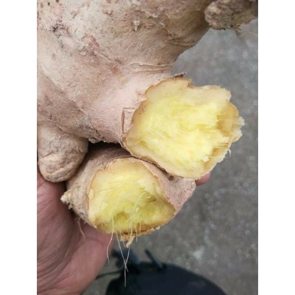 1KG GỪNG CỦ TƯƠI, HÀNG TO SẠCH CHẤT LƯỢNG