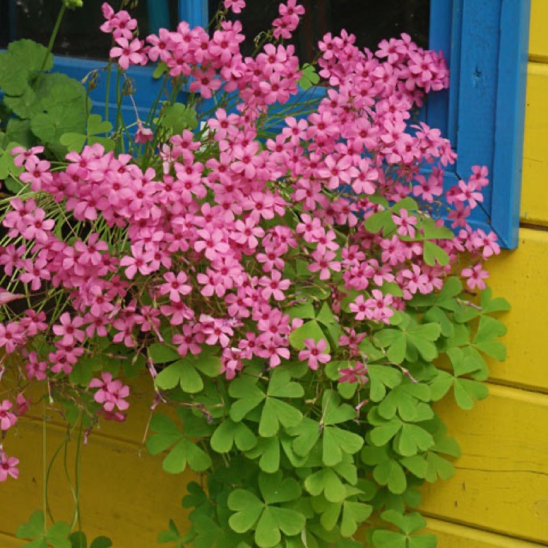 Oxalis articulata - Cỏ 3 lá