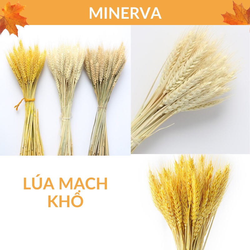 [TRANG TRÍ] 50 Bông lúa mạch khô decor trang trí nhà cửa, làm đồ thủ công handmade