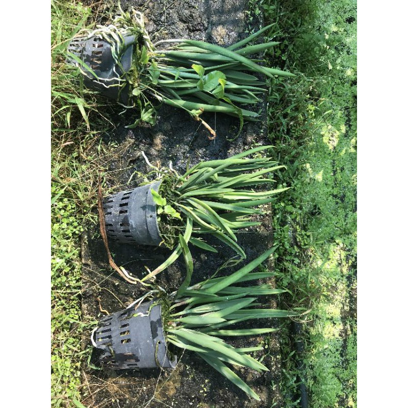 Hoa Lan Brass Trắng