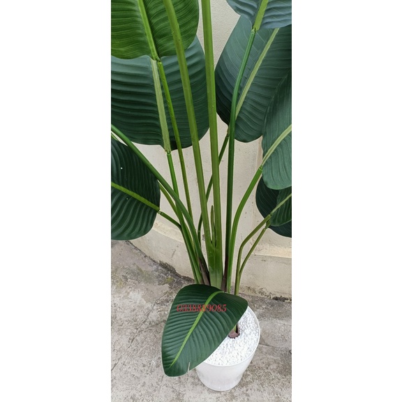 Cây giả - Cây chuối giả 1,8m - 13 lá mờ xịn - ảnh thật