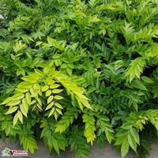 Hạt giống cây Sưa Đỏ (Huỳnh Đàn, Trắc Thối, Huê )  - Gói 20 hạt - STHG2