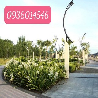 Cây Bạch Trinh Biển (Combo 3 bầu)